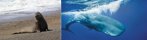 (a): A Southern elephant seal on a beach. (b): Sperm whale showing the typical bulbous shaped head.