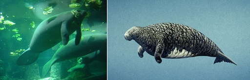 (a): Two manatees swimming underwater. The body is bulbous with two long front flippers and a large flattened tail. (b): An artist’s impression of the extinct relative of the manatee, Steller’s sea cow.